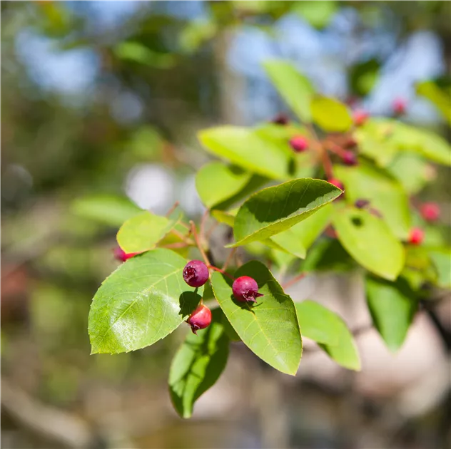 Was soll Juneberry sein?