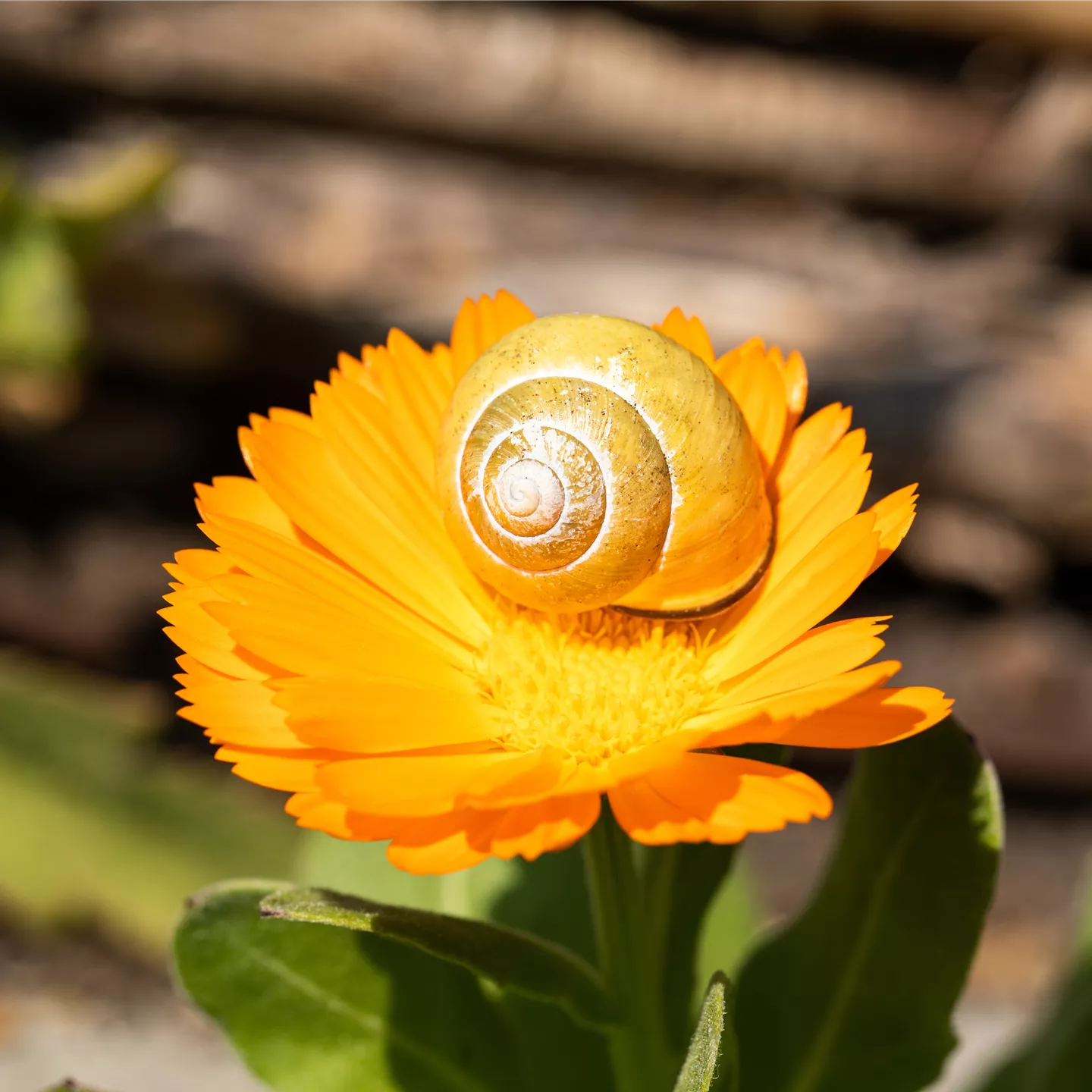 Schnecke auf Blüte