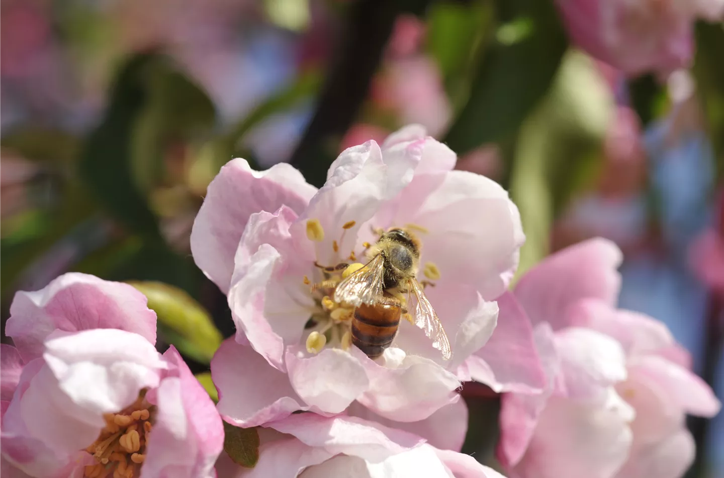 Bienenpflanzen im Frühling liefern wichtige Nahrung