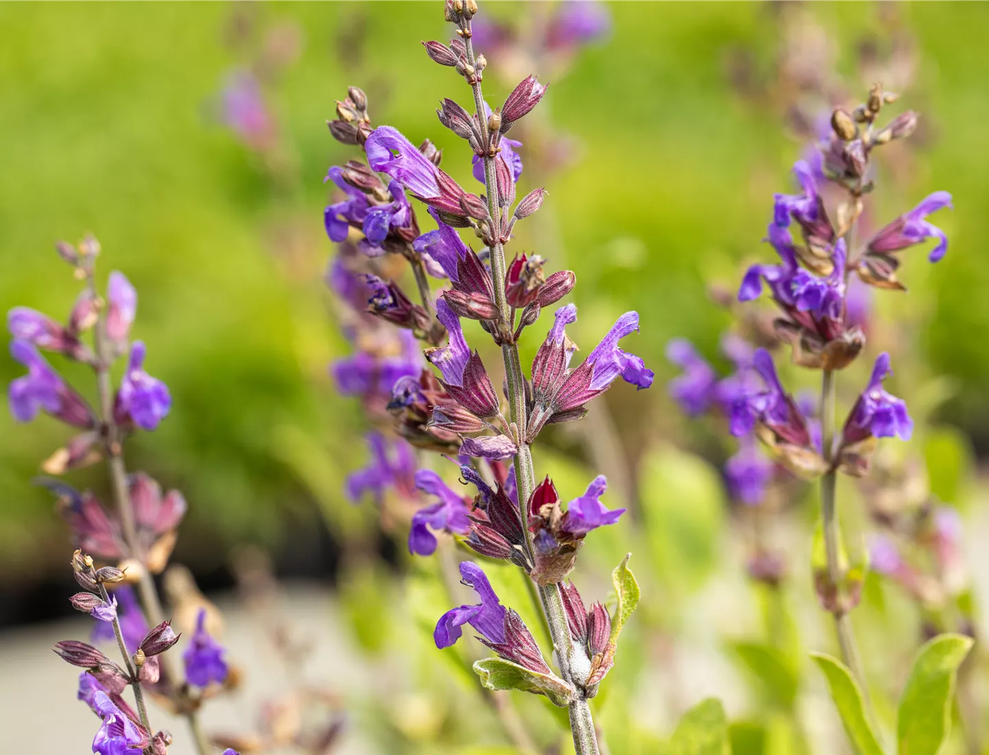 Duftende Stauden sorgen für besondere Aromen