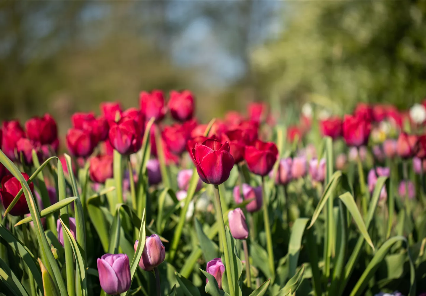 Tulipa 'Braveheart'