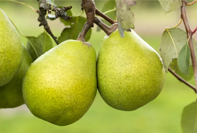 Mit der Obsternte kommen die leckersten Früchte