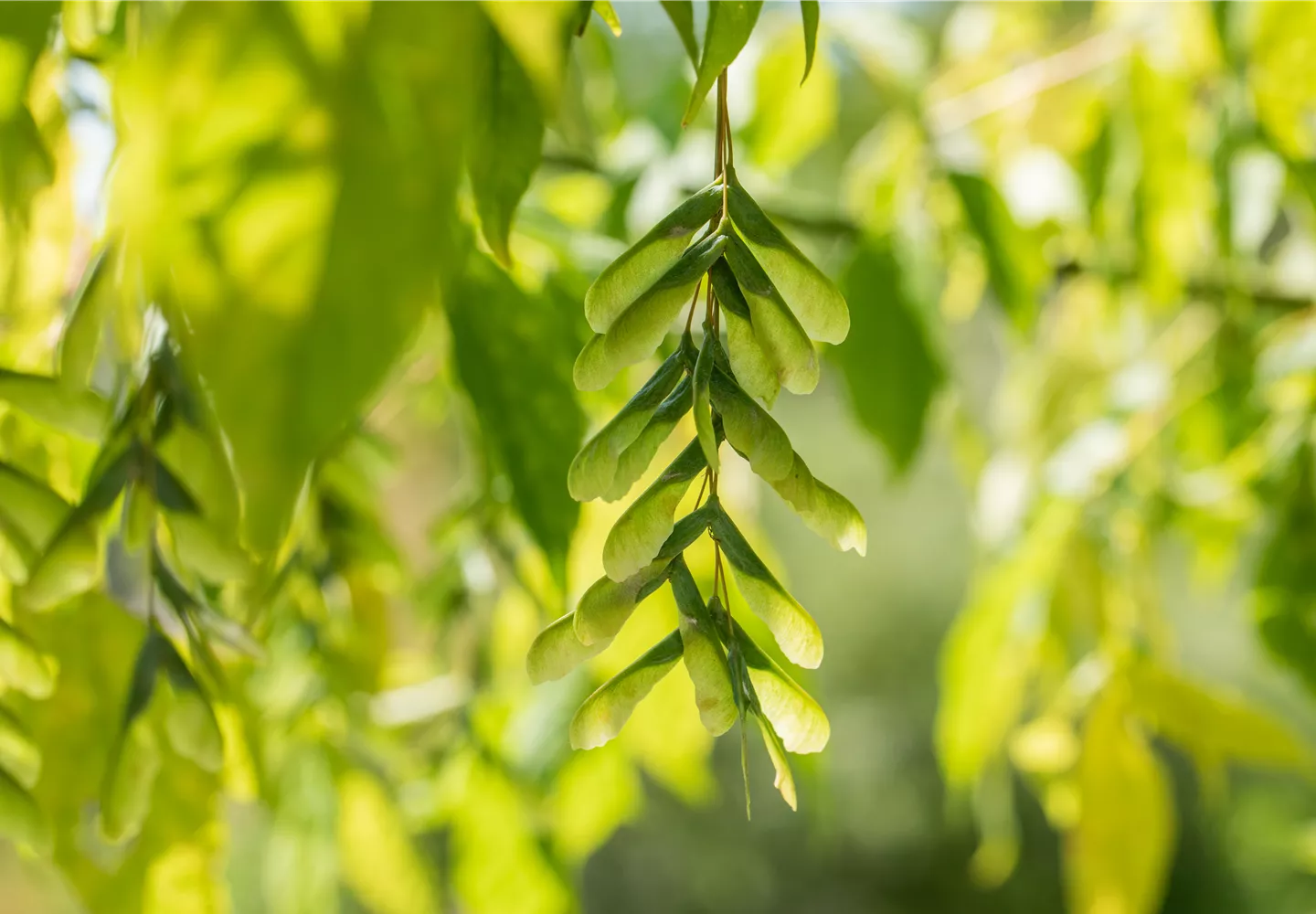 Acer cissifolium