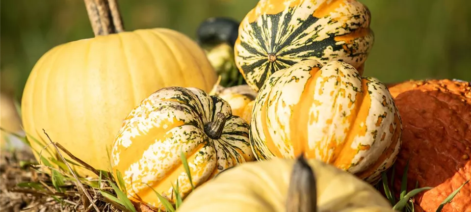 Es ist Kürbiszeit! Es ist Kürbiszeit!